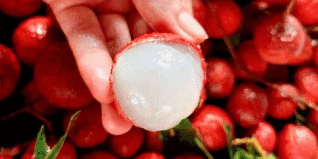 Mucize meyve sadece Mersin’den çıkıyor! Tadıyla şaşırtıyor, kral meyvesi ömrü uzatıyor 5